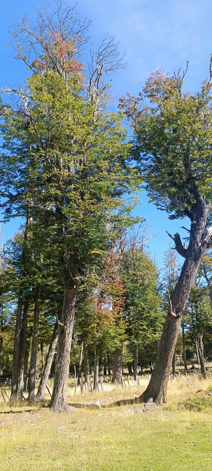 Coyhaique | 2 ha con 100 m orilla Lago Pollux