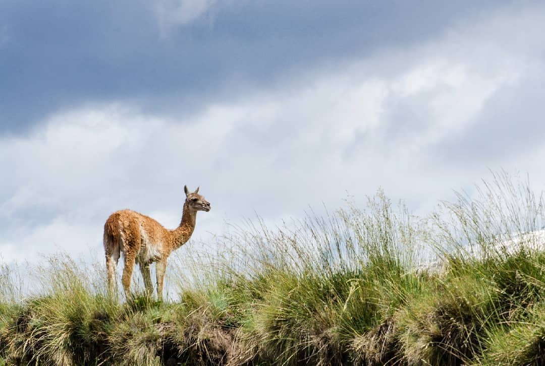 Cochrane | Campo de 121 ha, 900 metros Orilla de Río Baker