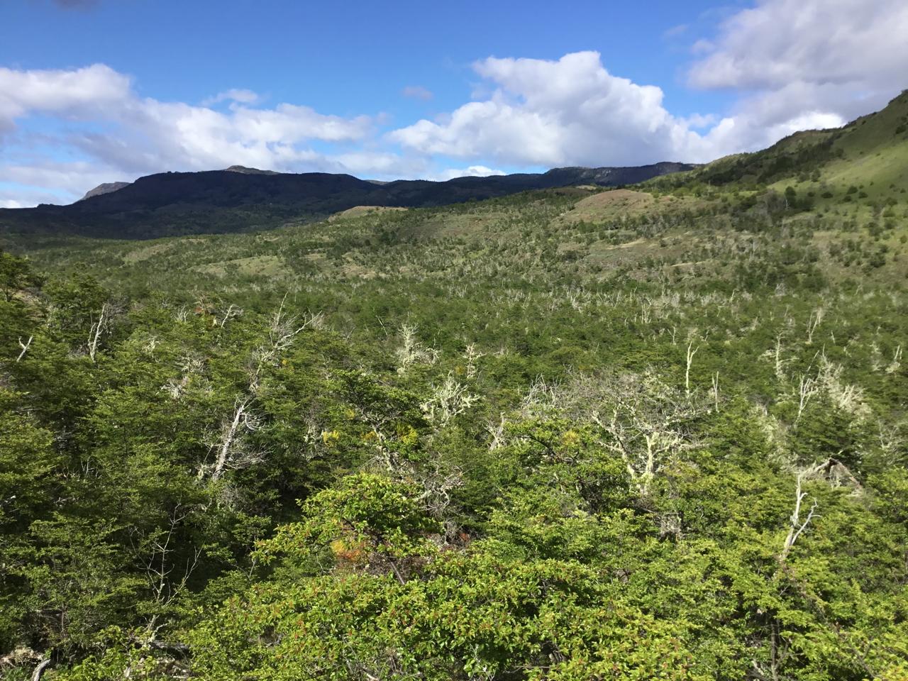 Cochrane | Campo de 121 ha, 900 metros Orilla de Río Baker