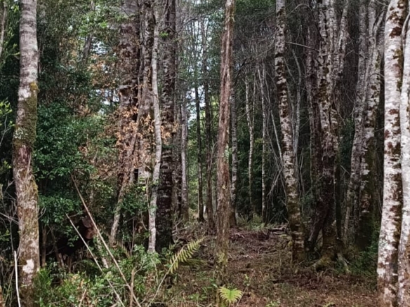 Puerto Aysén | 7.500 m2, en Pangal Reserva Ribera