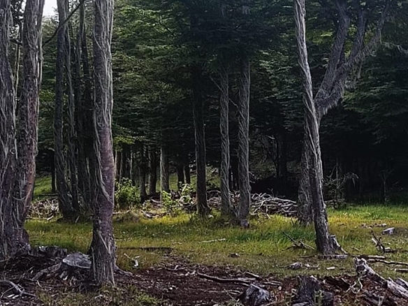 Coyhaique  | 5.000 m² en La Cordona