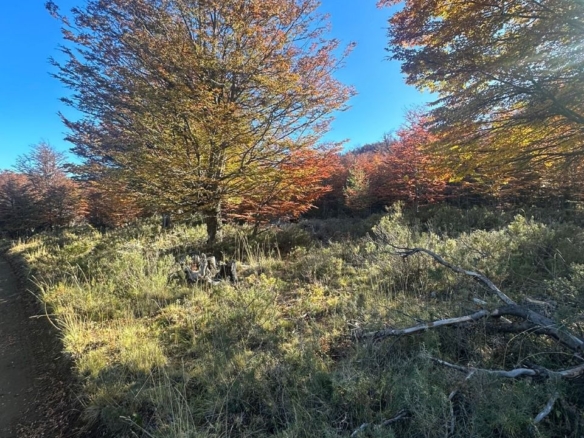 Coyhaique | Campo de 50 hectáreas a 32 km de Coyhaique