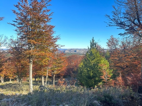 Coyhaique | Campo de 50 hectáreas a 32 km de Coyhaique