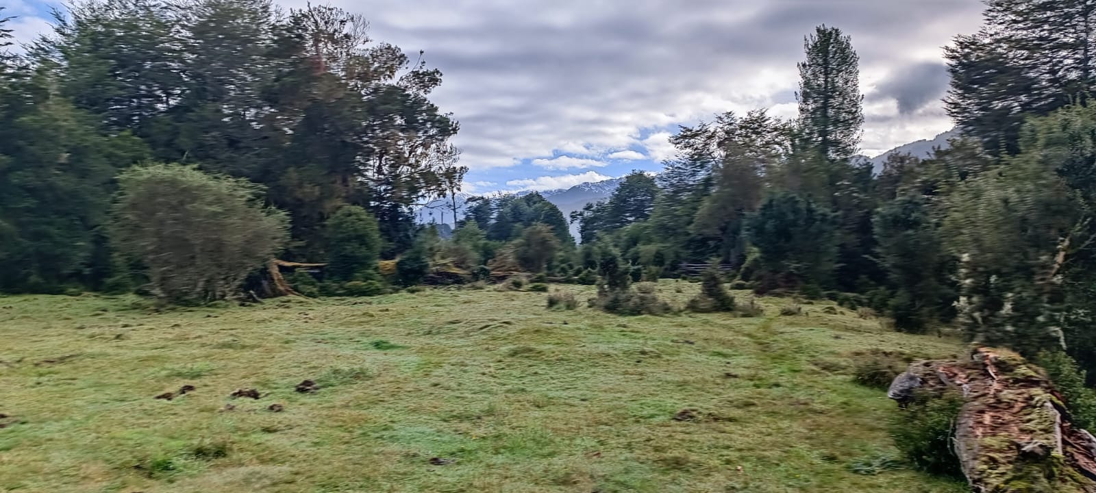 La Junta | Campo 434 ha